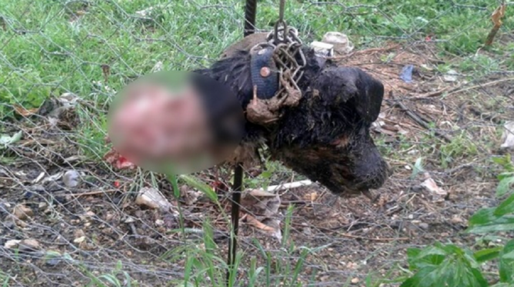 Türkei Unbekannte „Kreatur“ tötet über 30 Hunde von Dorfbewohnern