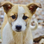 hund.welpen.tierschutz.turkei.nex24.pixa