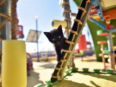 Historisches Scheidungsurteil in Istanbul: Ex-Ehemann muss „Katzenunterhalt“ für geliebte Haustiere zahlen