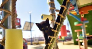 Historisches Scheidungsurteil in Istanbul: Ex-Ehemann muss „Katzenunterhalt“ für geliebte Haustiere zahlen