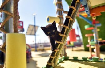 Historisches Scheidungsurteil in Istanbul: Ex-Ehemann muss „Katzenunterhalt“ für geliebte Haustiere zahlen