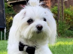 Silvester ohne Stress: Mit Heimtieren entspannt ins neue Jahr