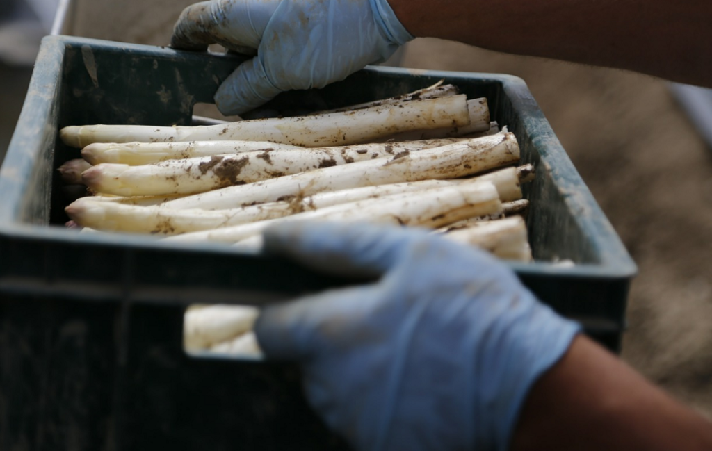 Spargel selbst anbauen und ernten