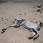 Carcasses in the sun outskirt of Kismayo in South Somalia.