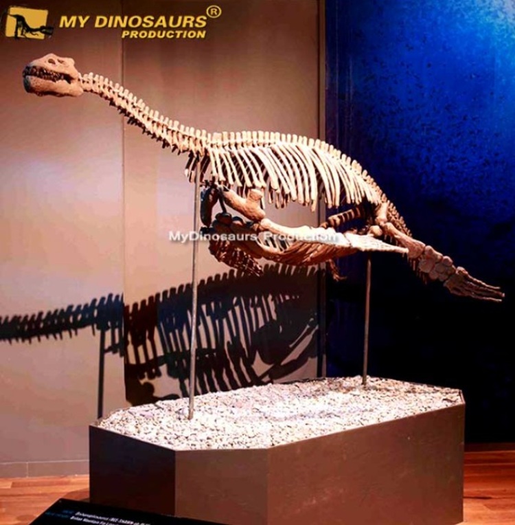 <b><span style='color:#bc2929;font-size:16px;'>Fossilien <br></span>Von der Ausgrabung bis ins Museum: Der aufwendige Weg eines Fossils</b>